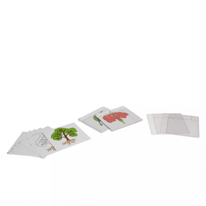 Bộ thẻ thực vật học đầu tiên (First Set Of Botany Cards)