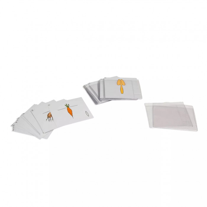 Bộ thẻ thực vật học thứ hai (Second Set Of Botany Cards)